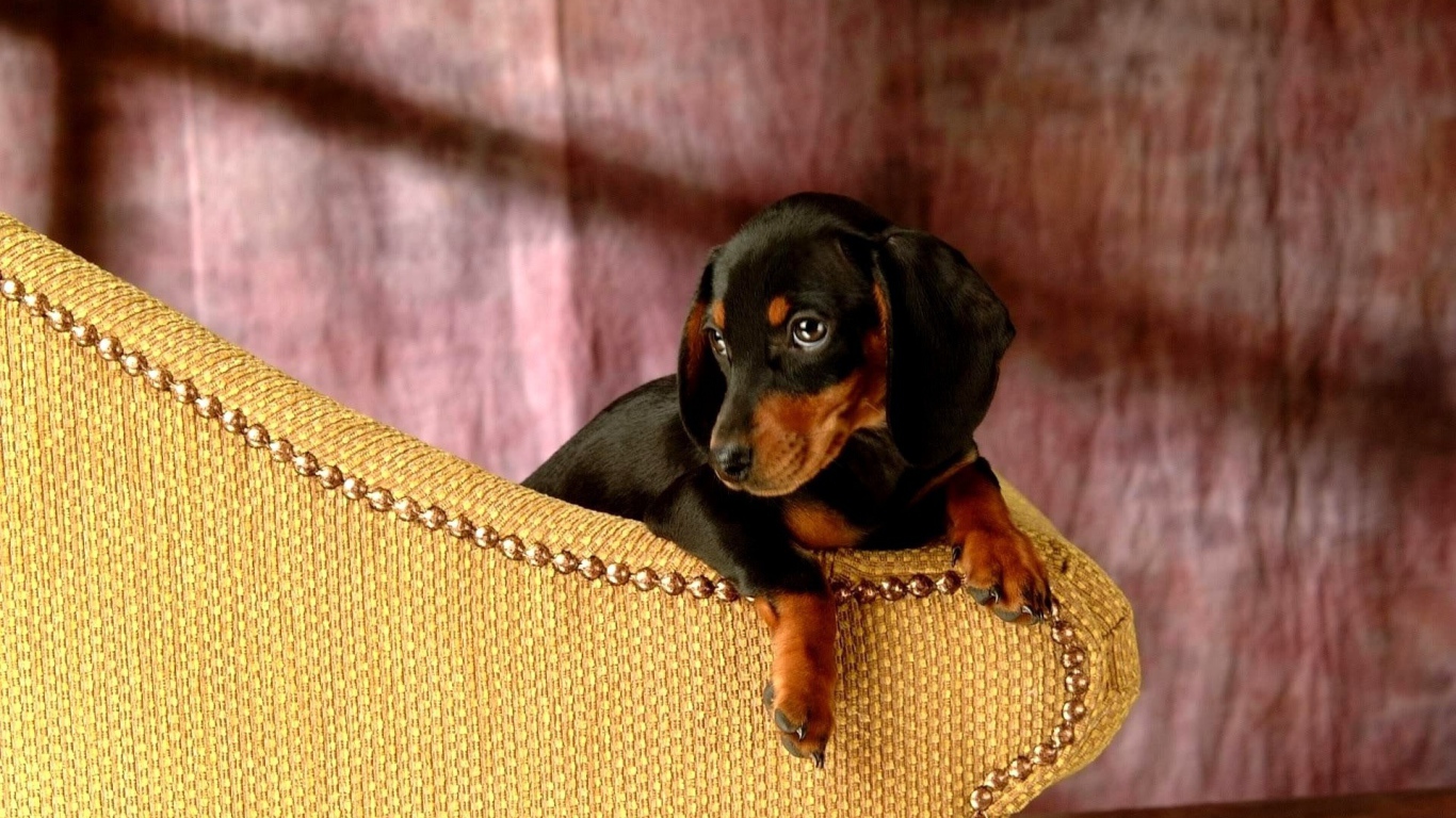 Такса сидит на кресле