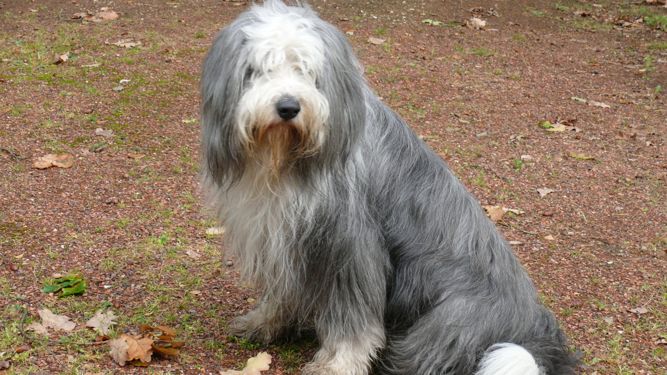 Темный окрас бобтейла