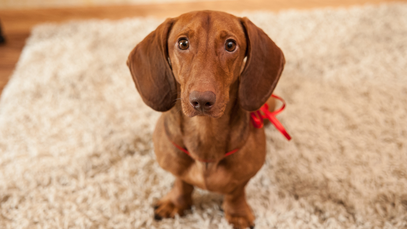 Провинившаяся такса на ковре