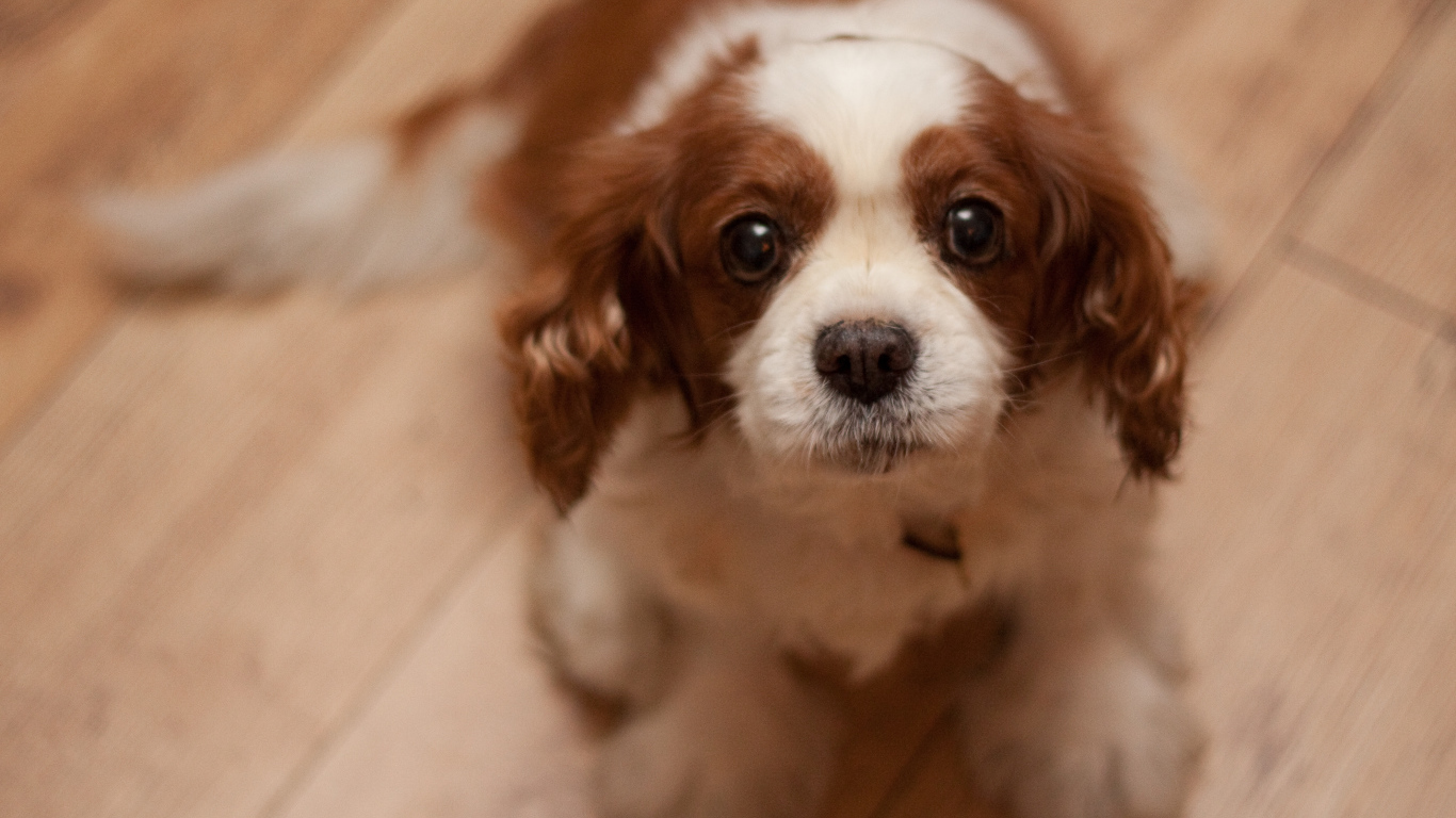 Преданный взгляд кавалер кинг чарльз спаниеля