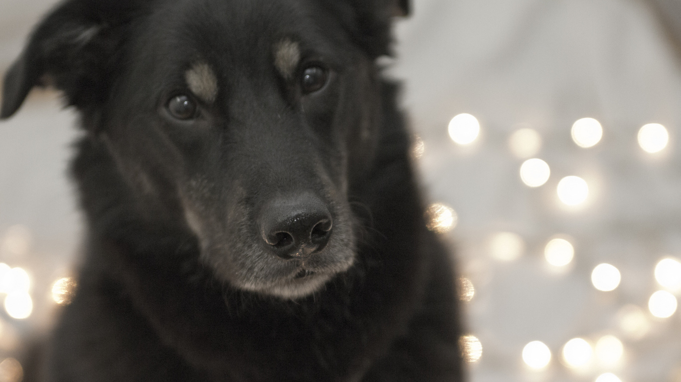 Преданный взгляд собаки чинук