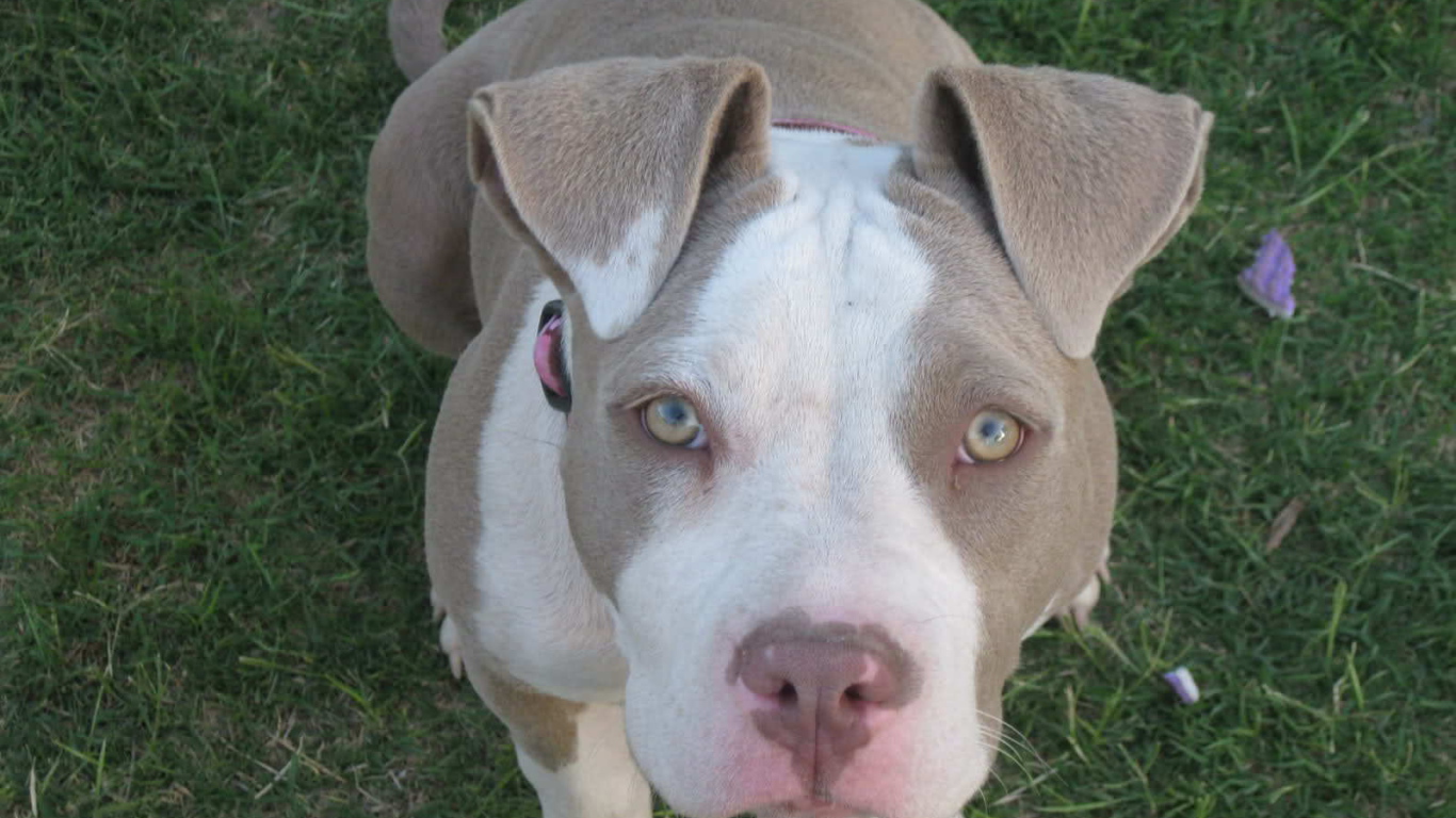 Преданный взгляд американского стаффордширского терьера