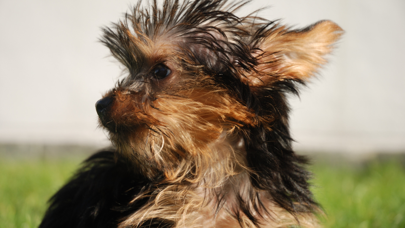 Взлохмаченный йоркширский терьер