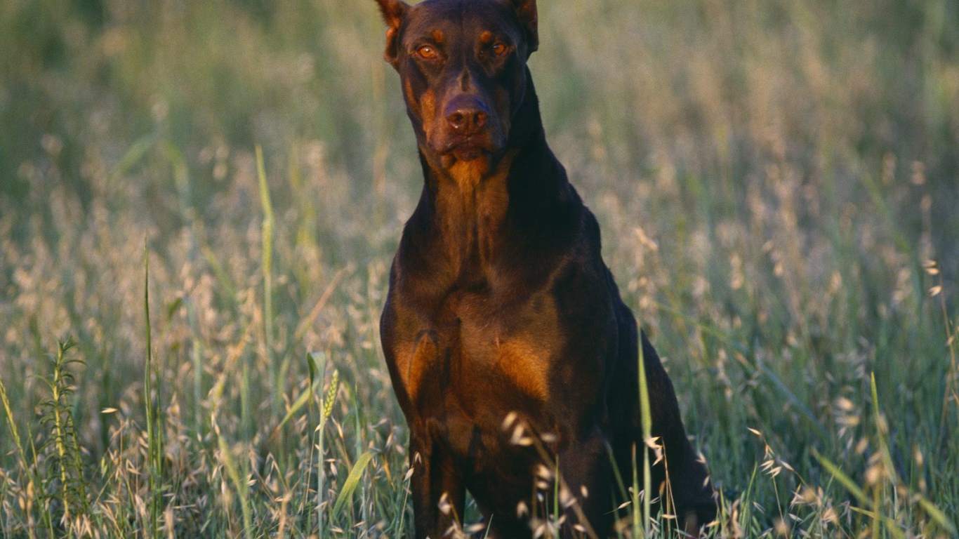 Доберман среди полевой травы