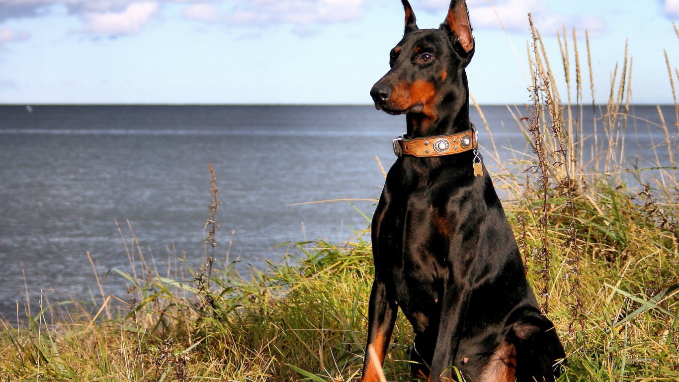 Доберман на берегу моря