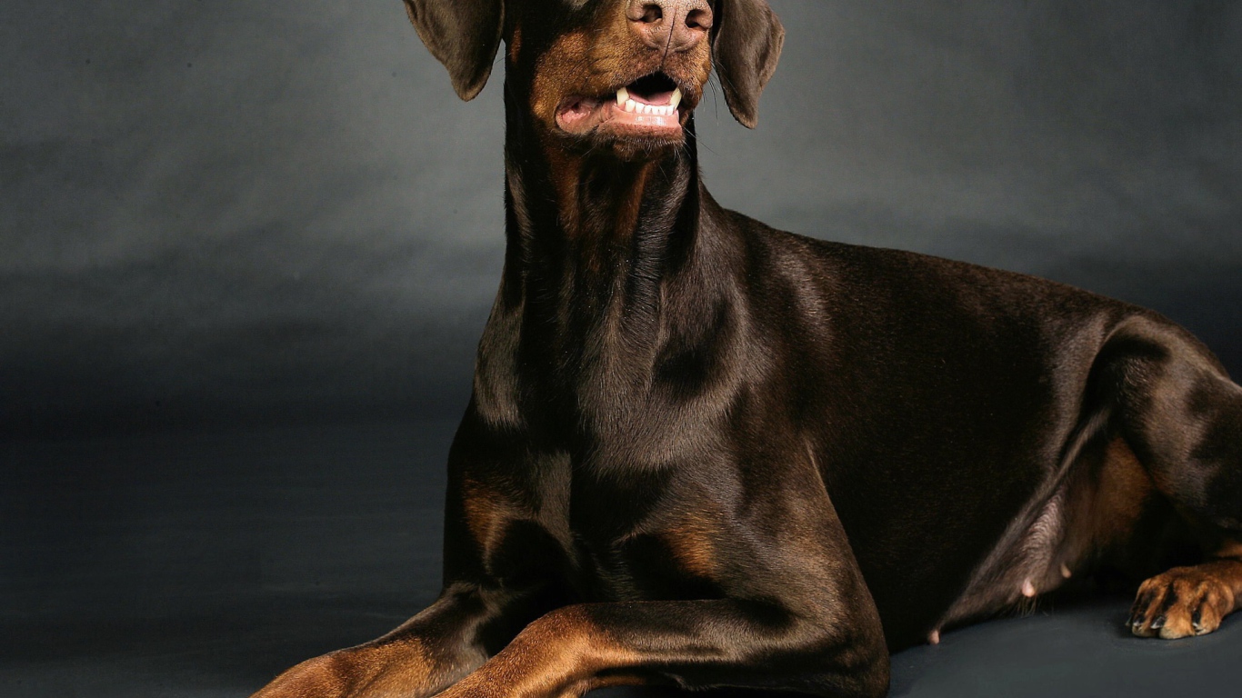 Доберман позирует