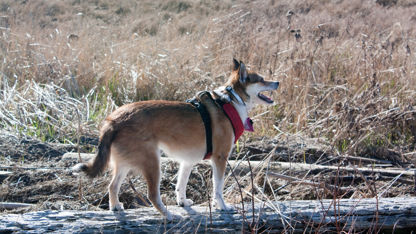 Собака норвежский лундехунд