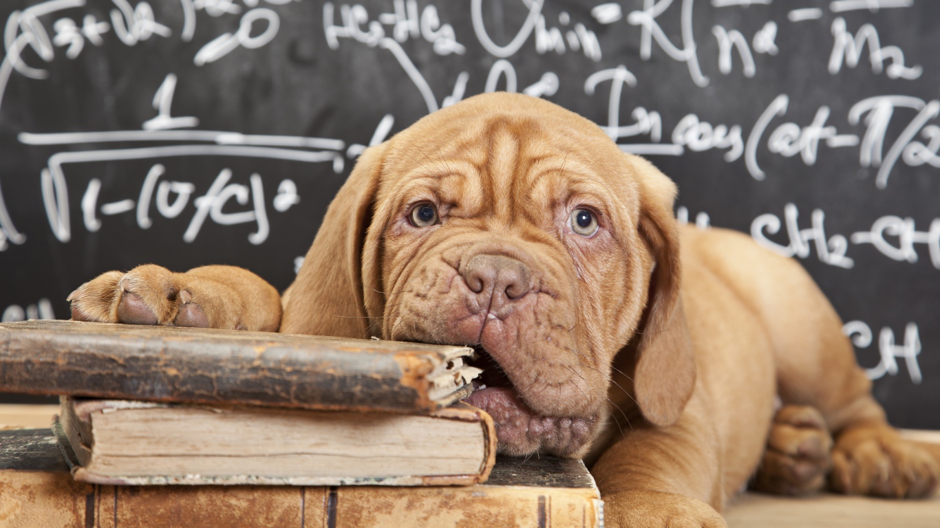 Собака грызет книги