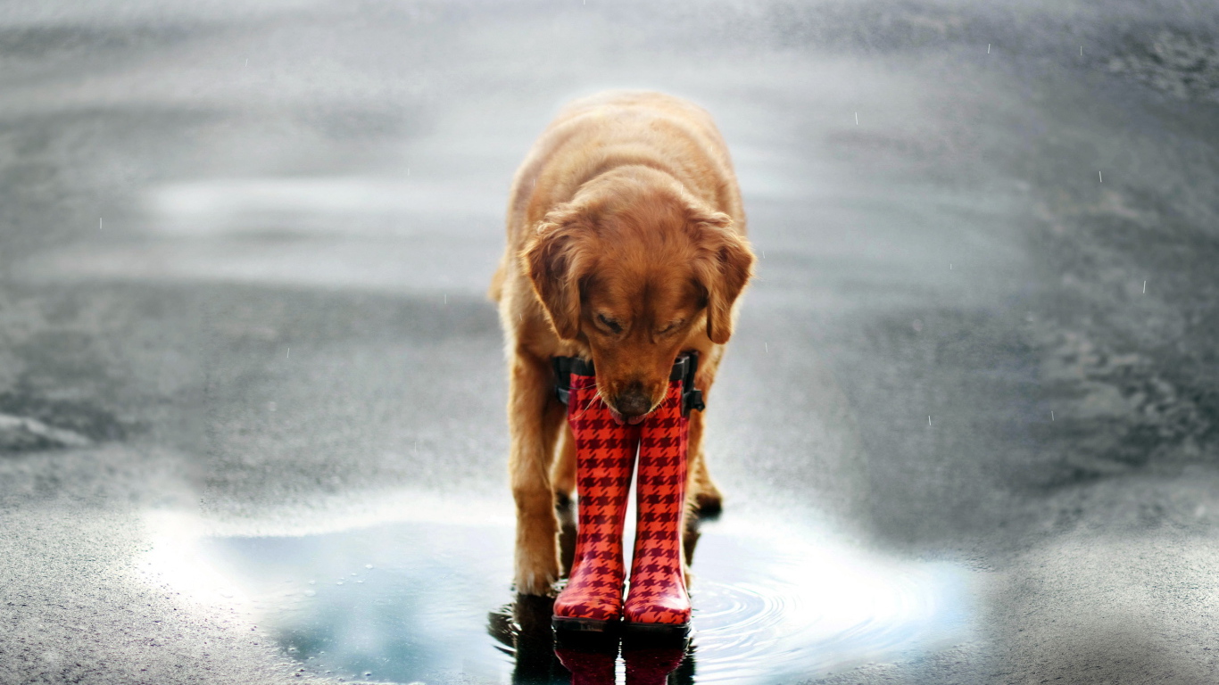 Собака в сапогах