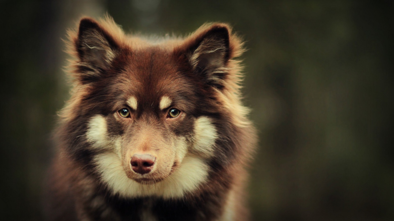 Собака в ожидании