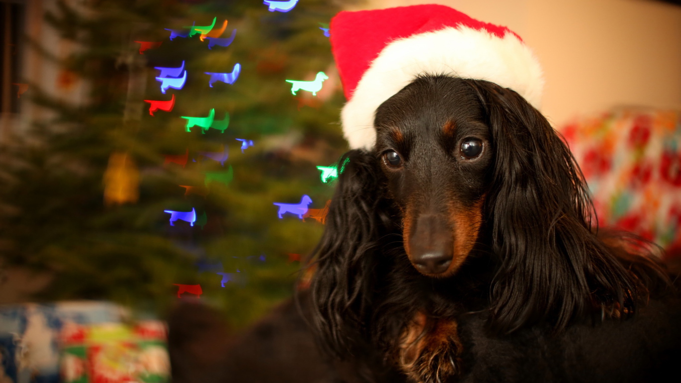 Собака на празднике