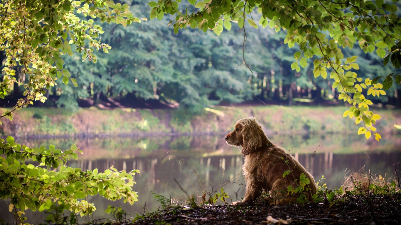 Собака на берегу