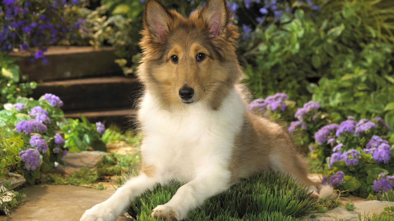 Ушастый щенок колли