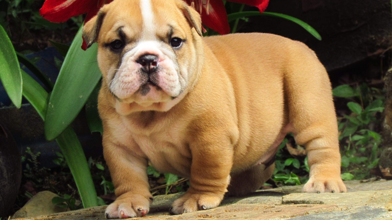 Английский бульдог под цветком