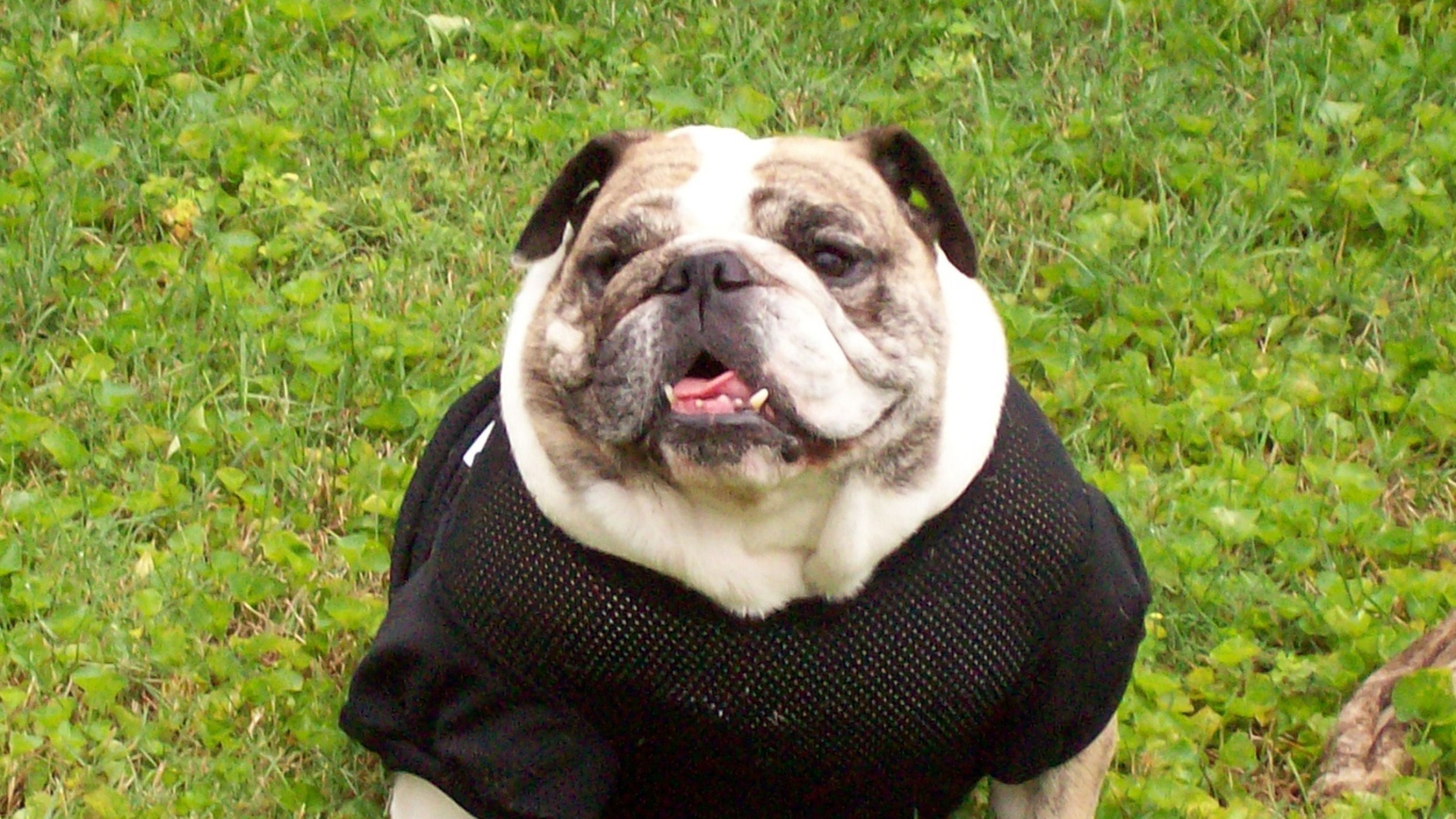 Английский бульдог в одежде