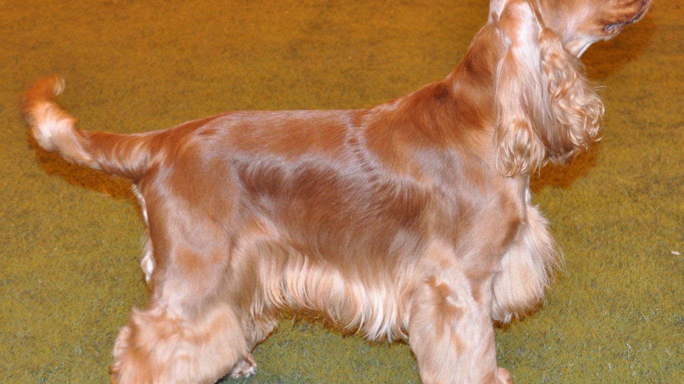 Английский кокер спаниель смотрит на хозяина