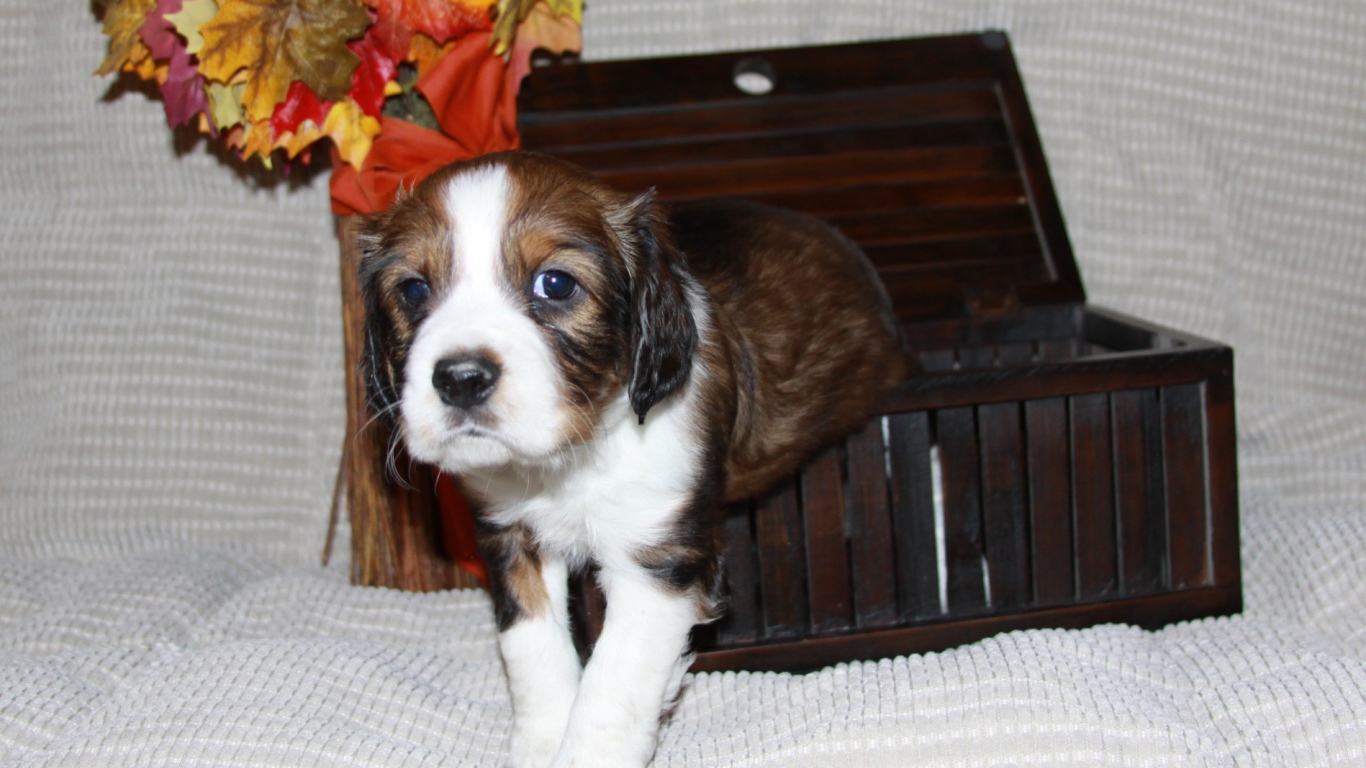 Собака английский спрингер спаниель вылез из корзинки