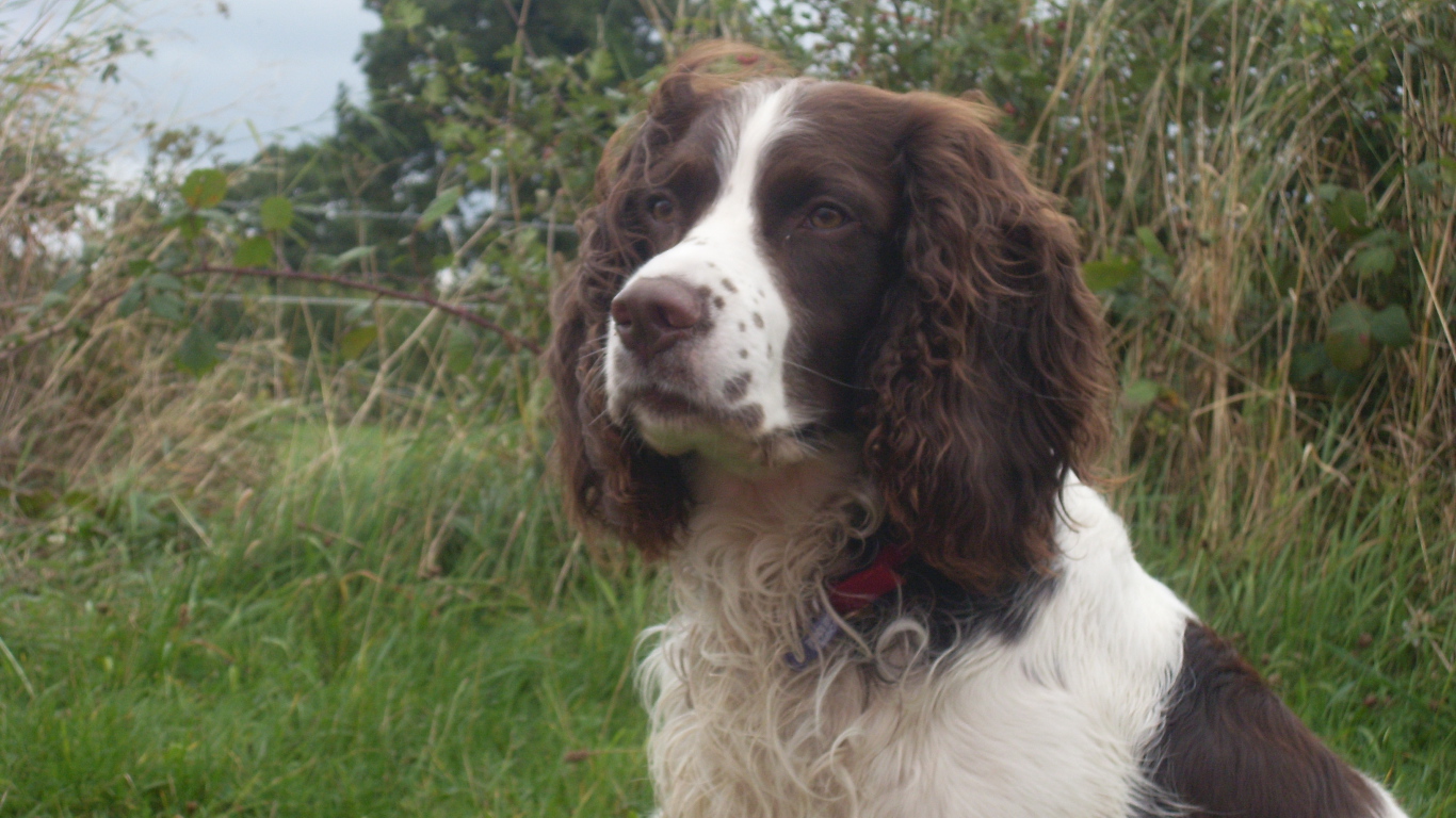 Английский спрингер спаниель на охоте
