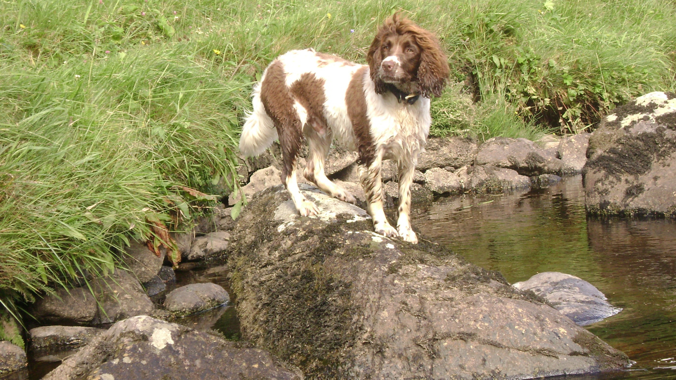 Английский спрингер спаниель на камне