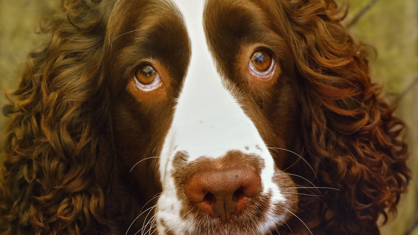 Доверчивый английский стрингер спаниель