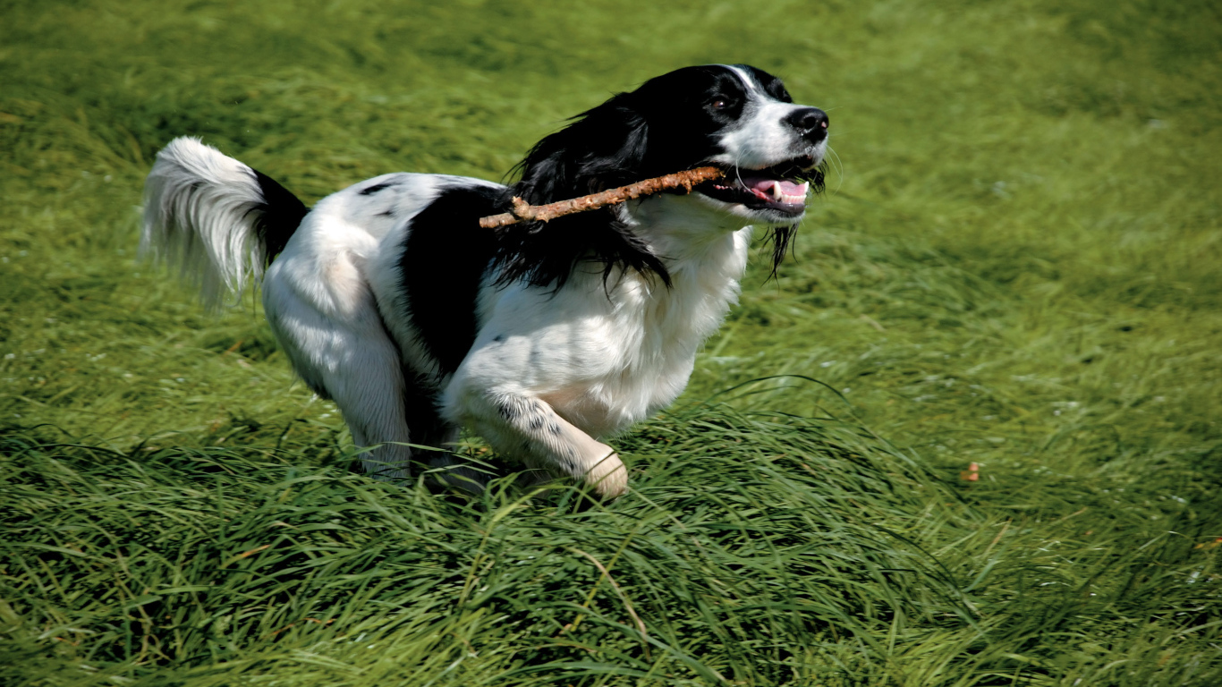 Английский спрингер спаниель с палкой