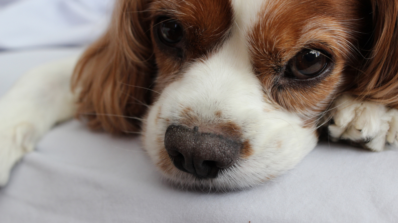 Глаза кавалер кинг чарльз спаниеля