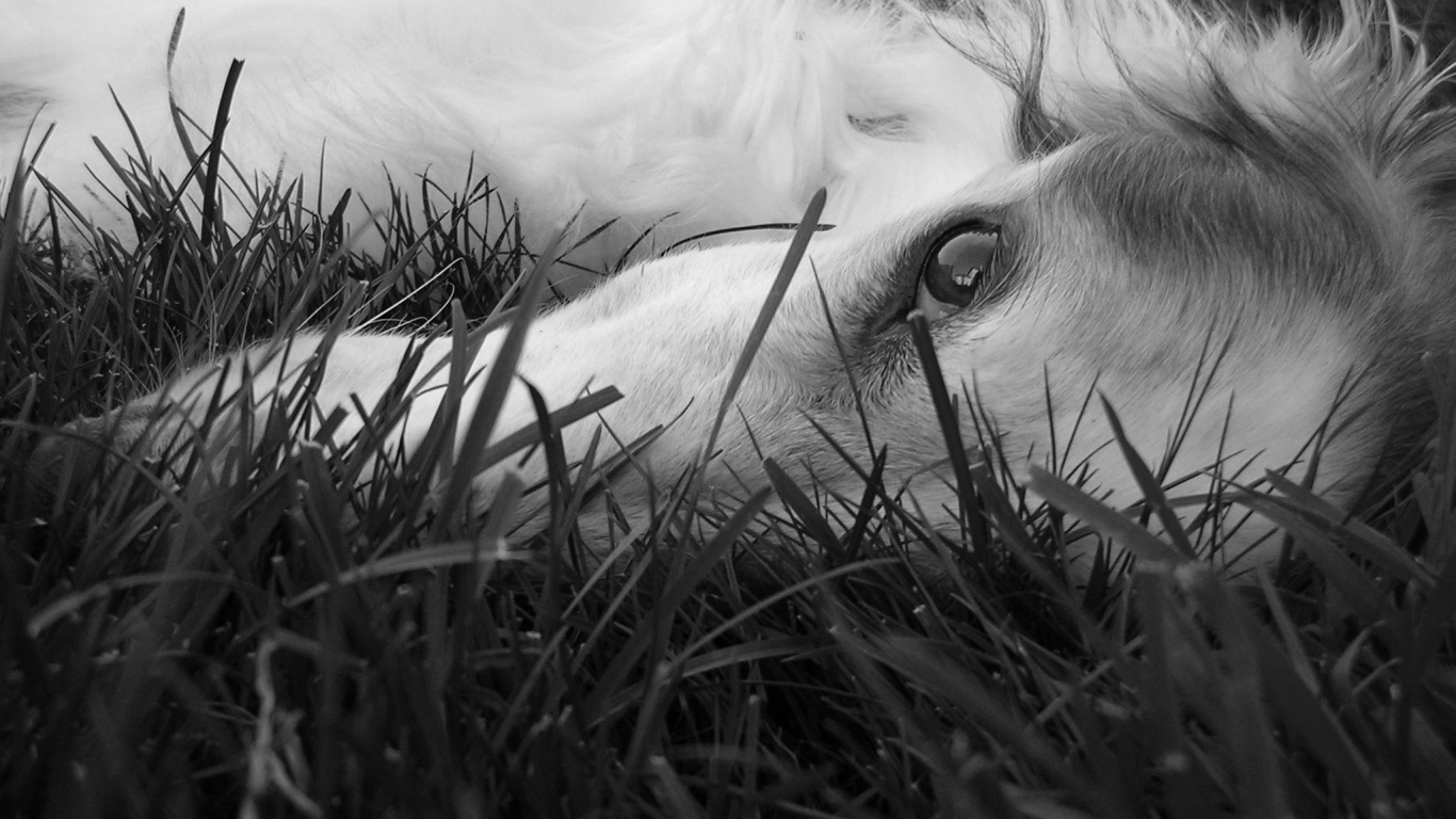 Глаза борзой собаки