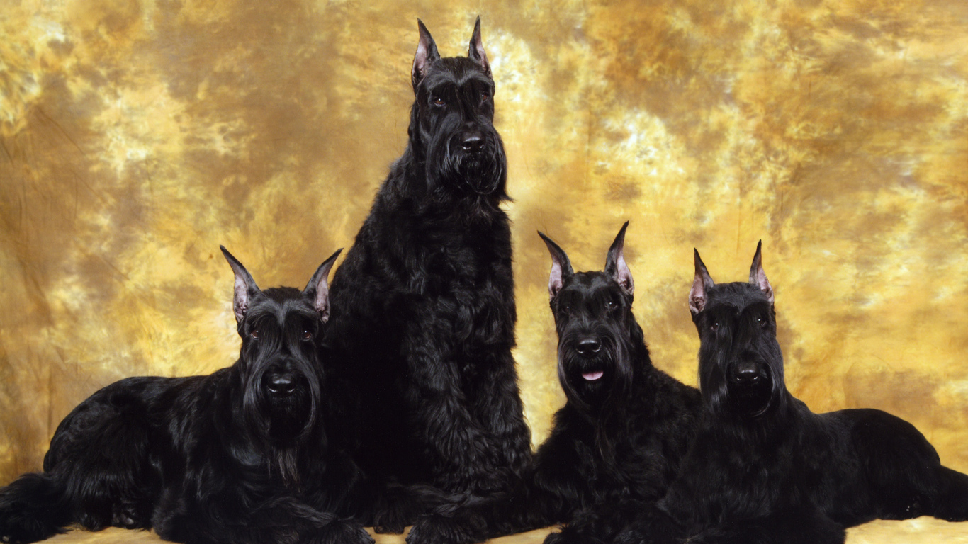 Семья черных шнауцеров