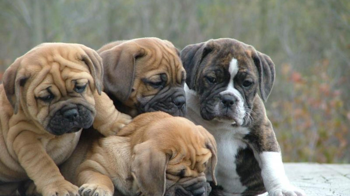 Семья щенков английского бульдога