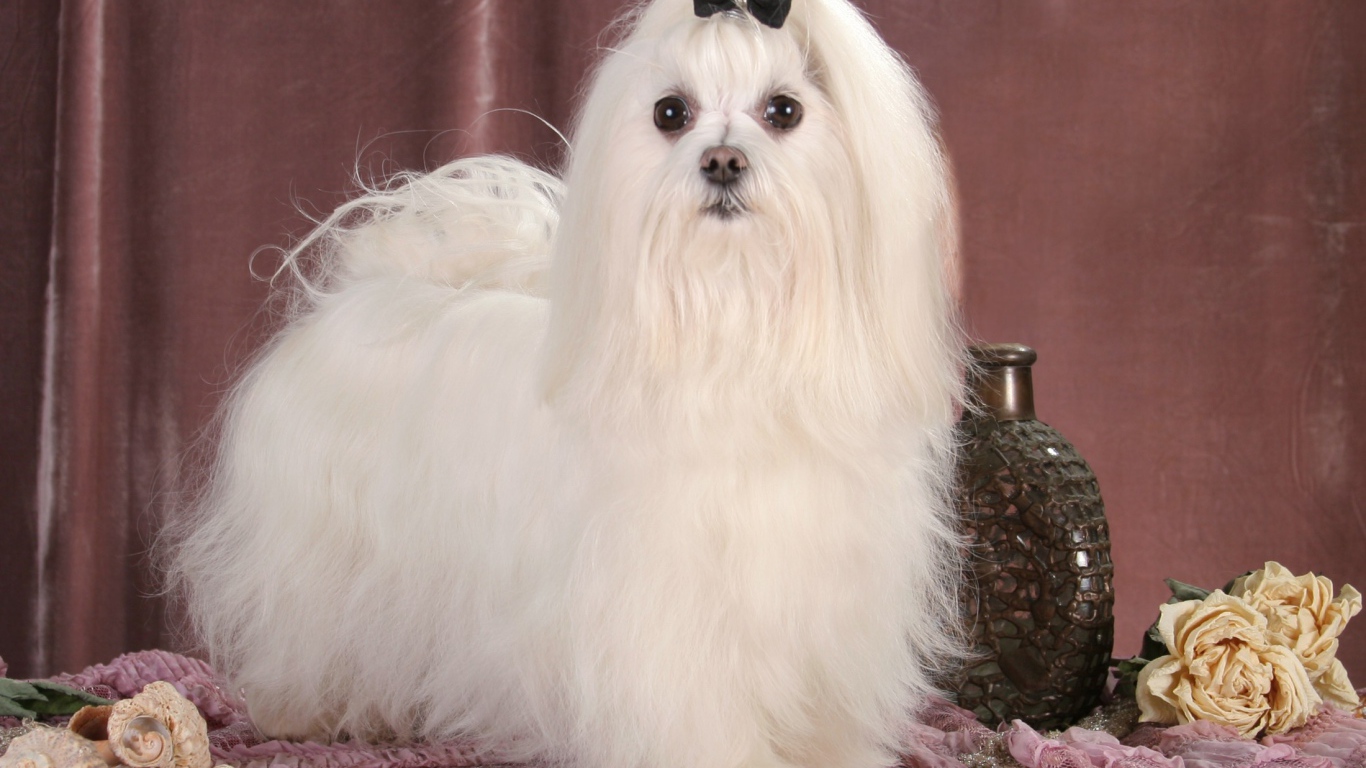 Пушистая мальтийская болонка