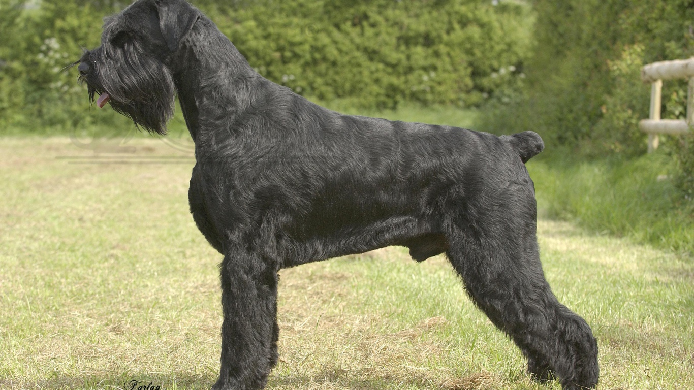 Черный пушистый шнауцер