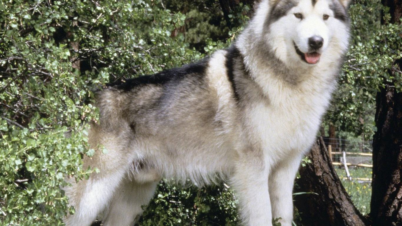 Пушистая собака лайка