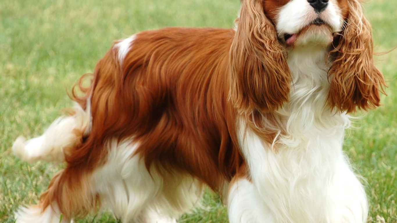 Пушистый спаниель на пирогулке