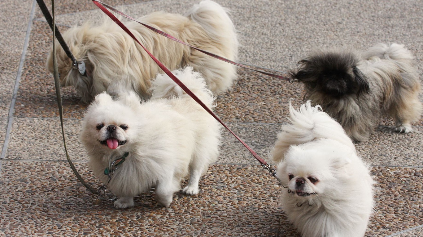 Четверка пекинесов на прогулке