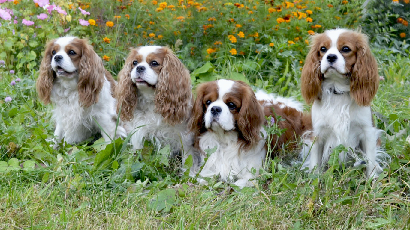 Четверка друзей спаниелей