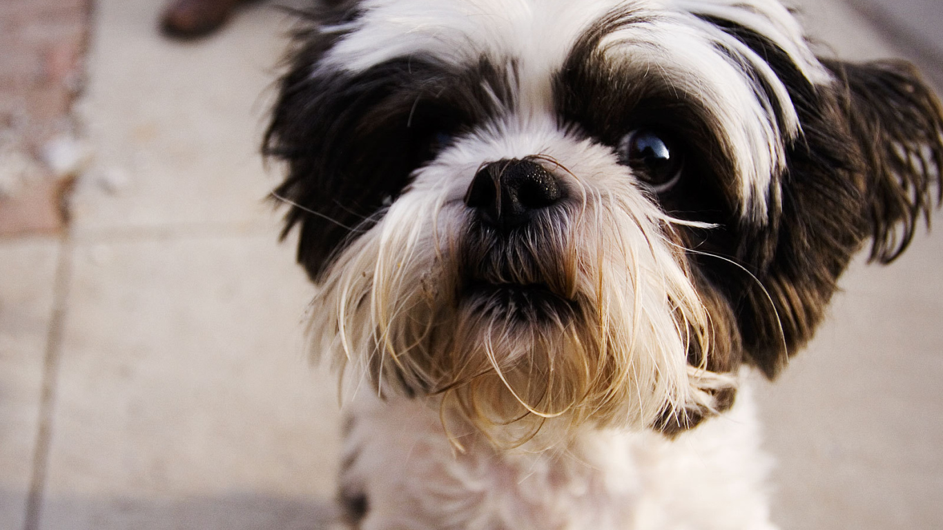 Испуганный взгляд шитцу