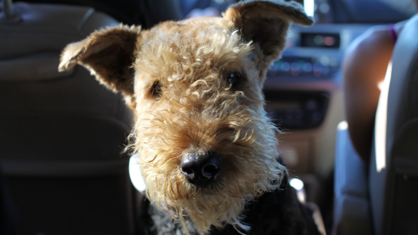 Забавный эрдельтерьер в машине