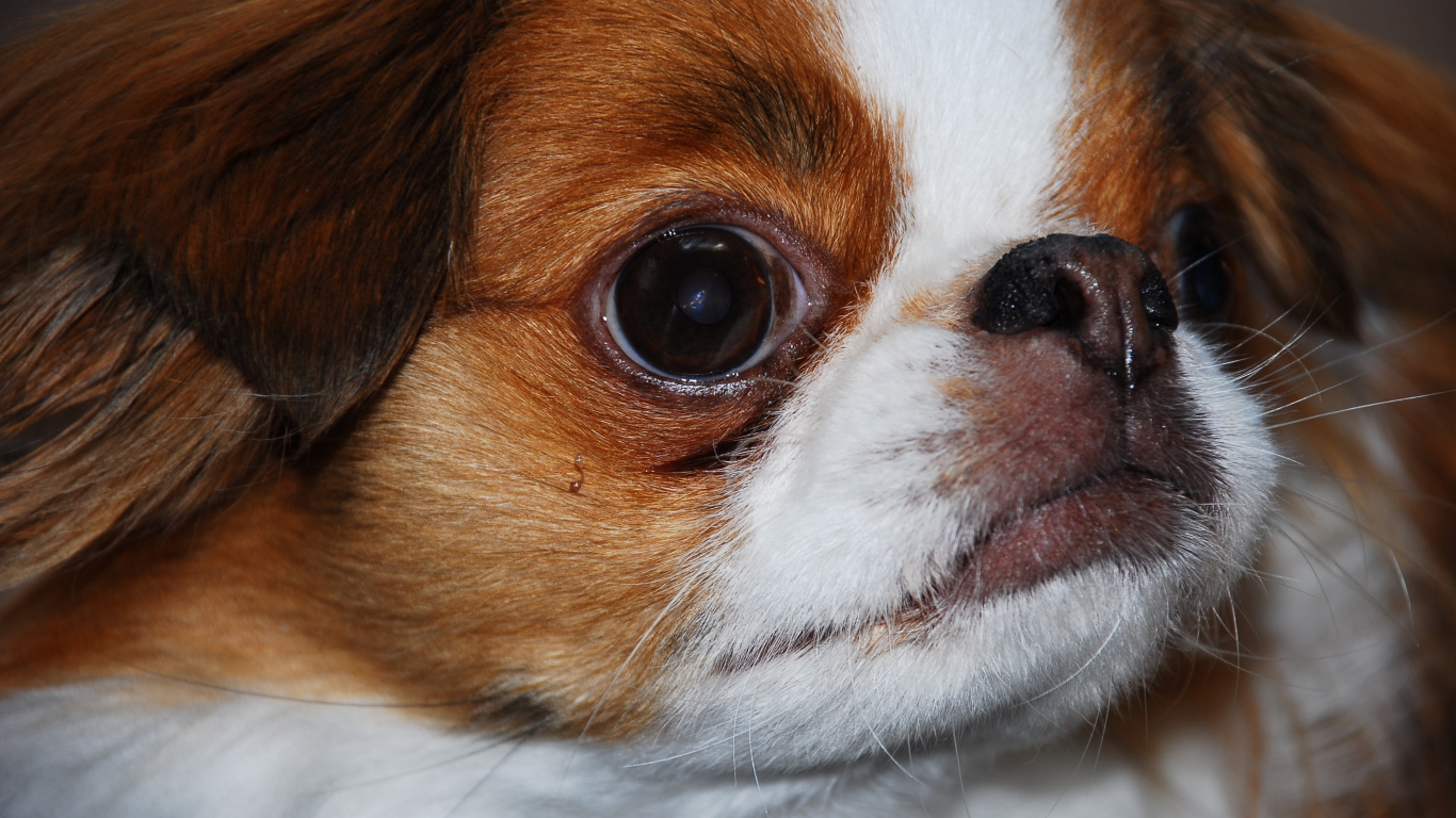 Забавный японский хин