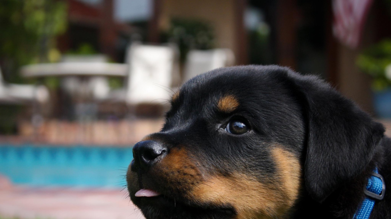 Забавный щенок ротвейлера