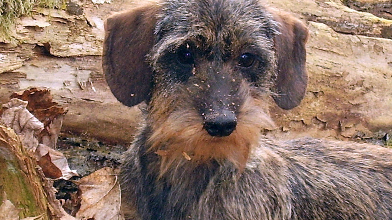 Пушистая такса в лесу