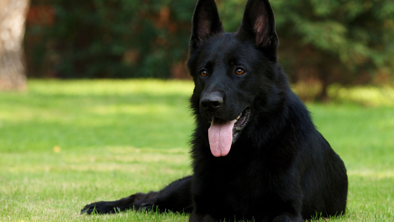 Немецкая овчарка черного цвета