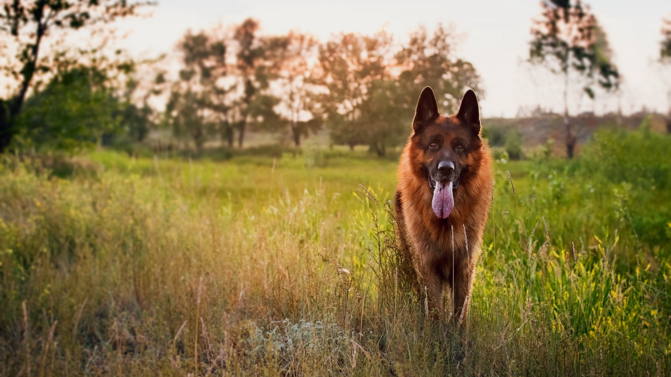 German Shepherd dog at sunset