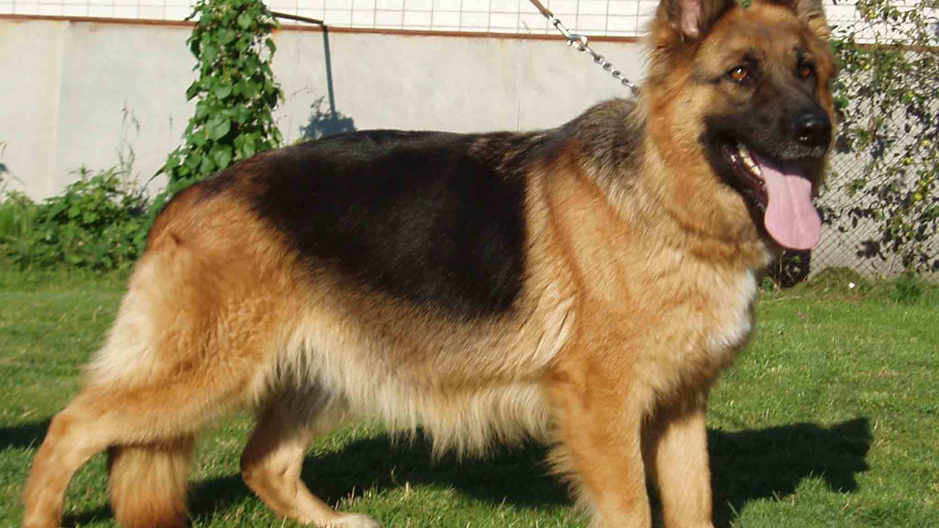 Немецкая овчарка на поводке