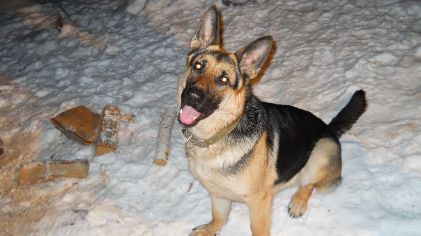 Немецкая овчарка с горящими глазами