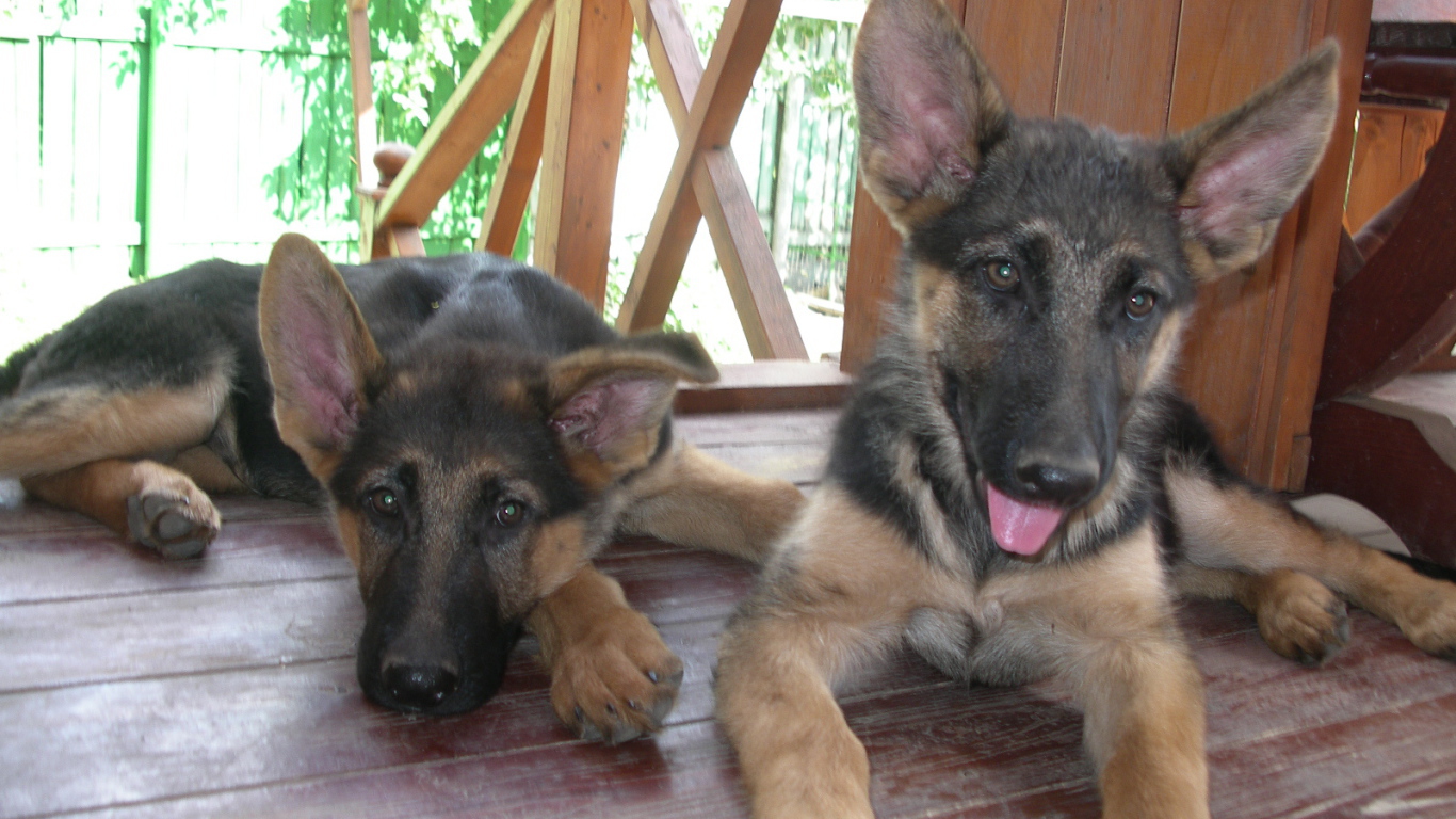 Щенки немецкой овчарки отдыхают на веранде