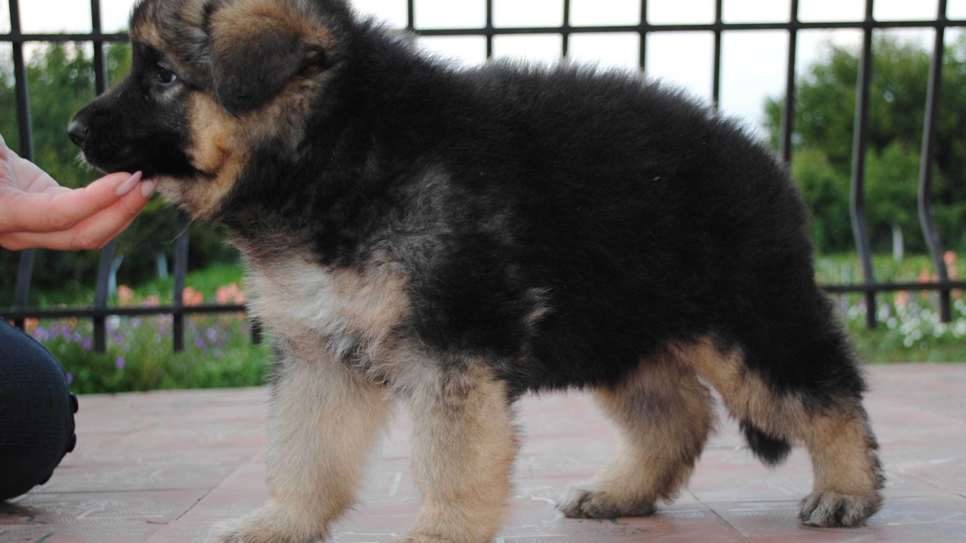 Щенок немецкой овчарки