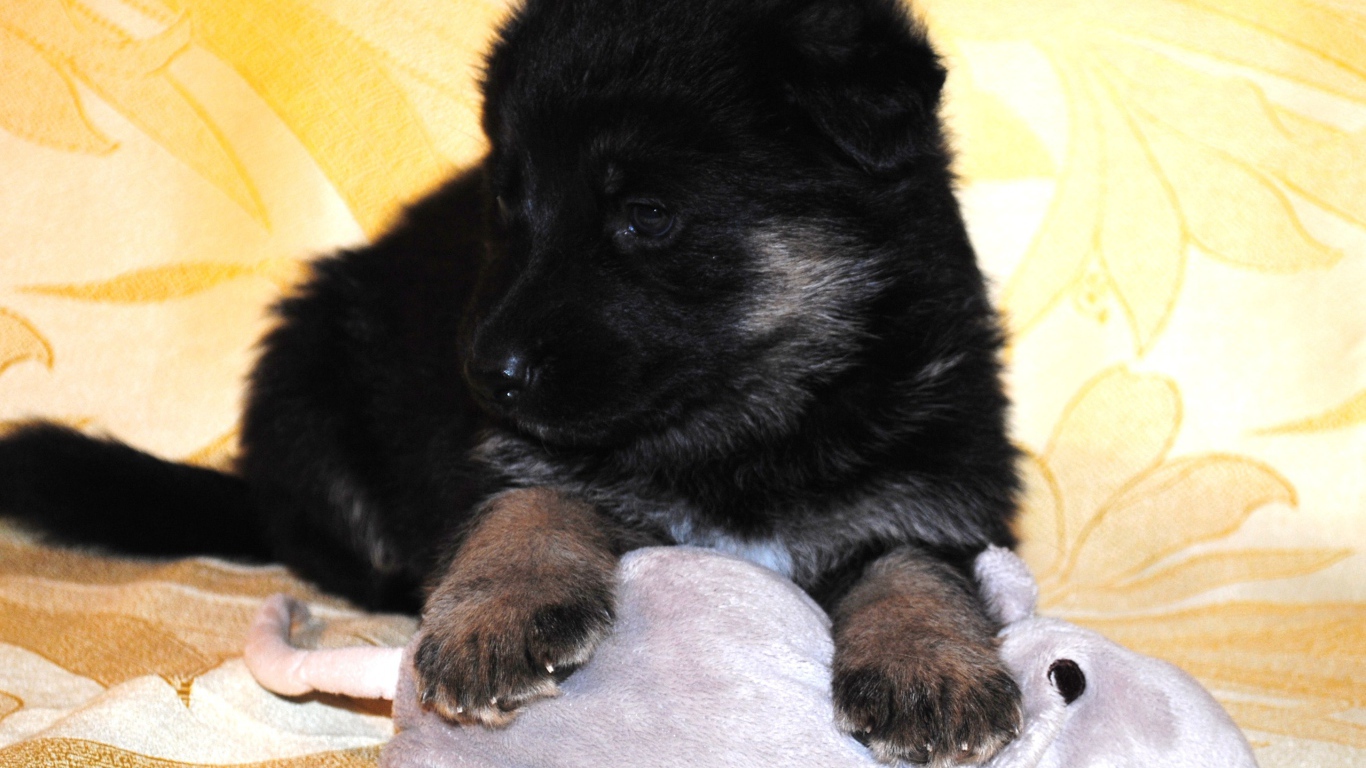 Щенок немецкой овчарки черного цвета