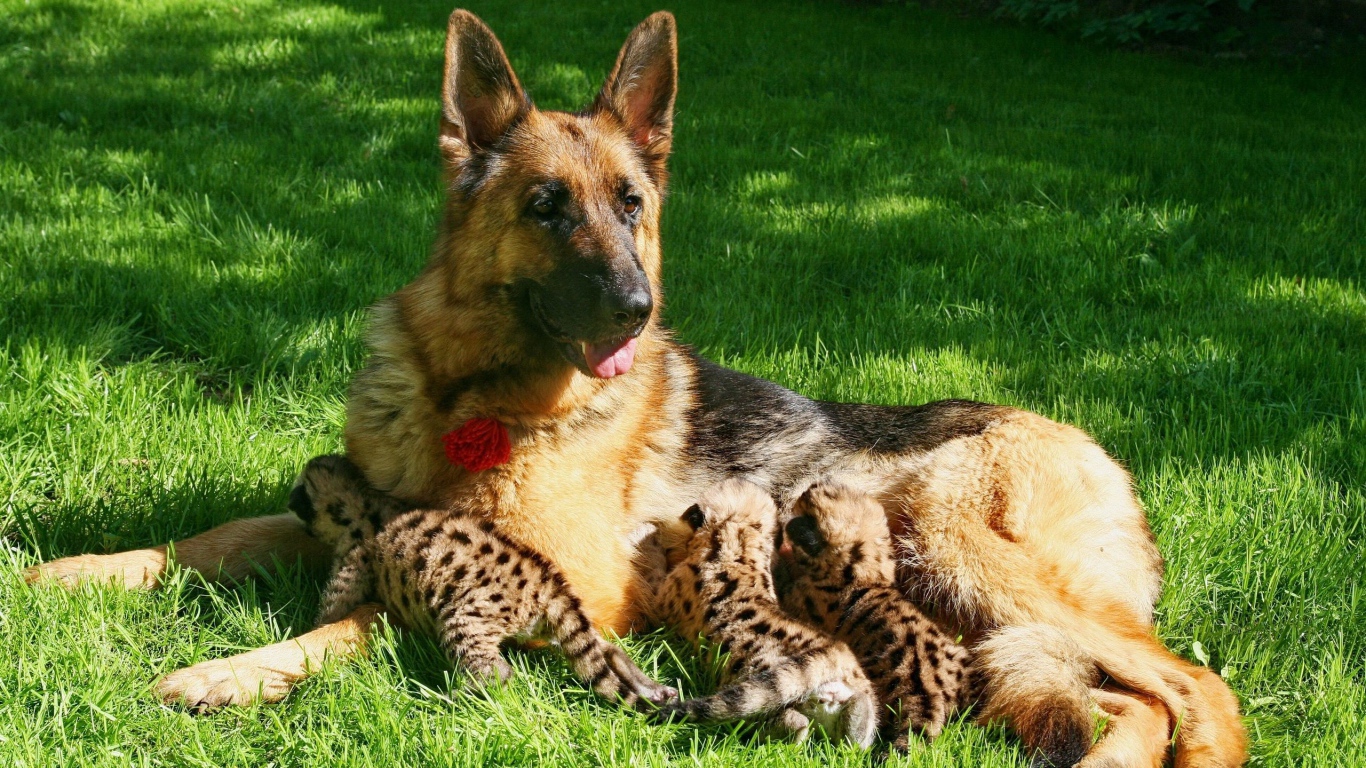 Немецкая овчарка кормит детей леопарда