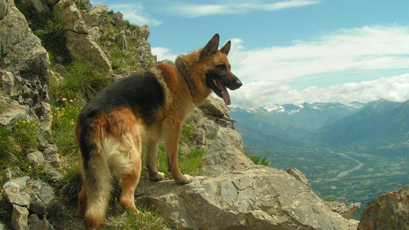 Немецкая овчарка в горах