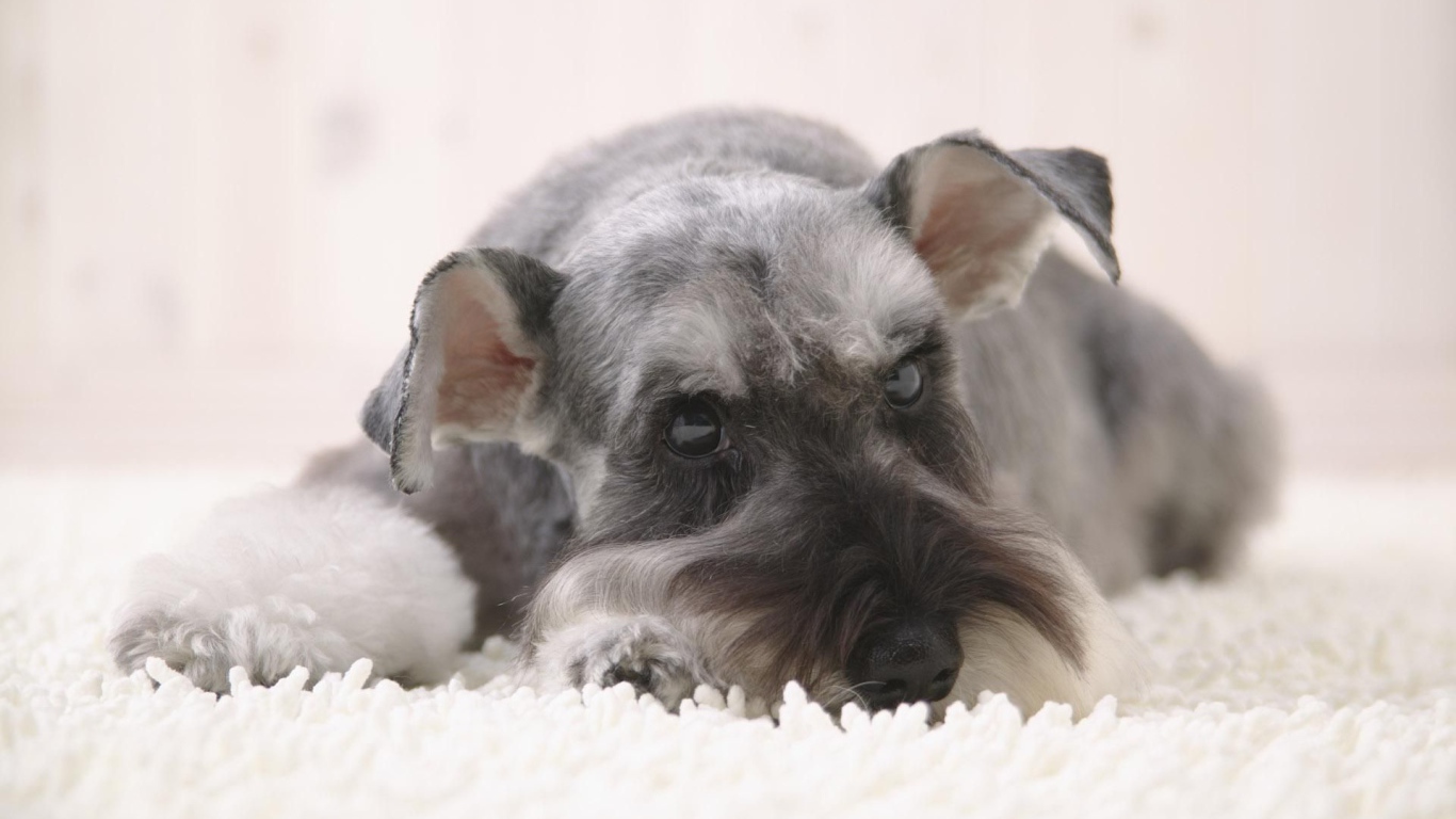 Серый шнауцер лежит на снегу